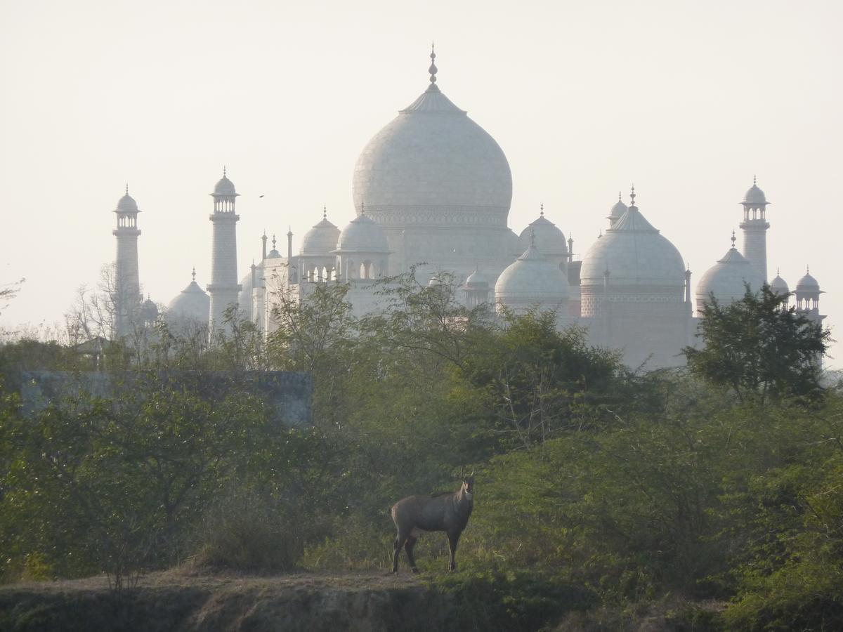 The Coral Tree Boutique Homestay Agra  Exteriér fotografie